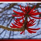 Erythrina purpusii