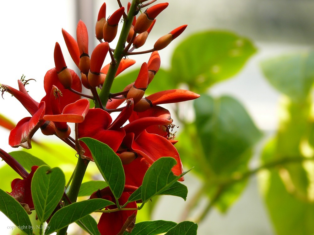 Erythrina sp. - Korallenbaum