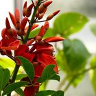 Erythrina sp. - Korallenbaum