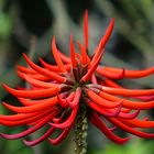 Erythrina speciosa