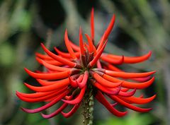 Erythrina speciosa