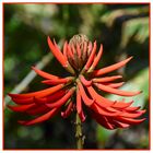 Erythrina speciosa