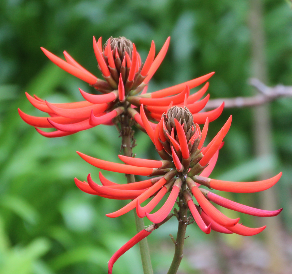 Erythrina speciosa