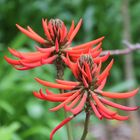 Erythrina speciosa