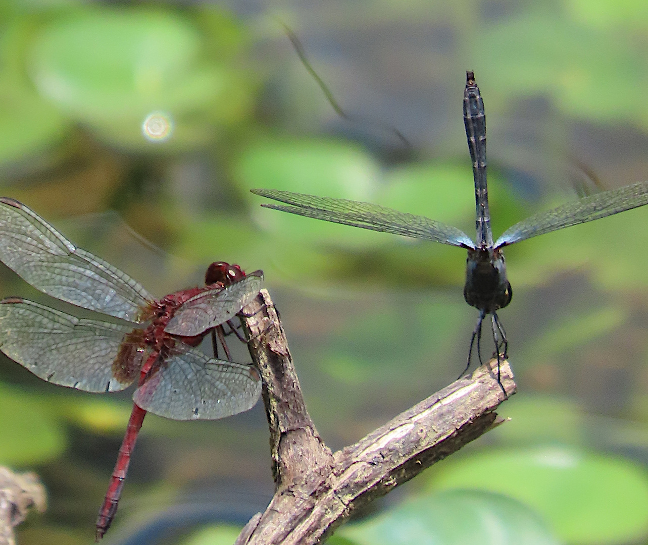 Erythrodiplax cf. andagoya und Erythrodiplax cf. fusca 