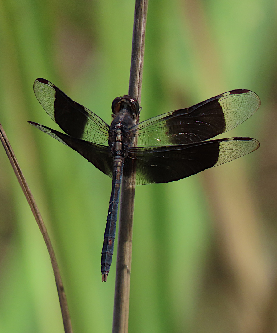 Erythrodiplax funerea