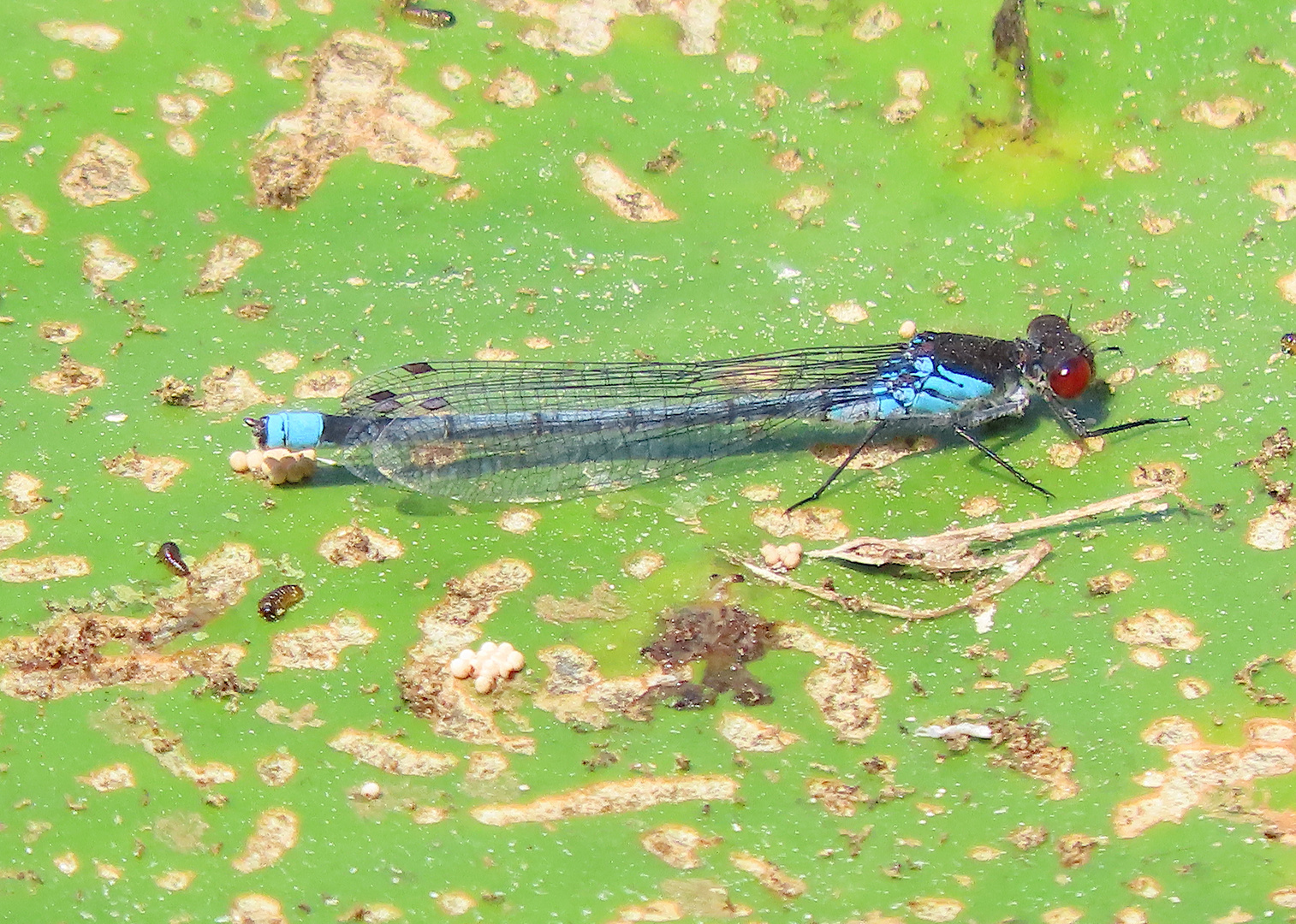 Erythromma najas (Großes Granatauge)