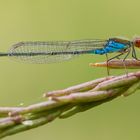 Erythromma viridulum