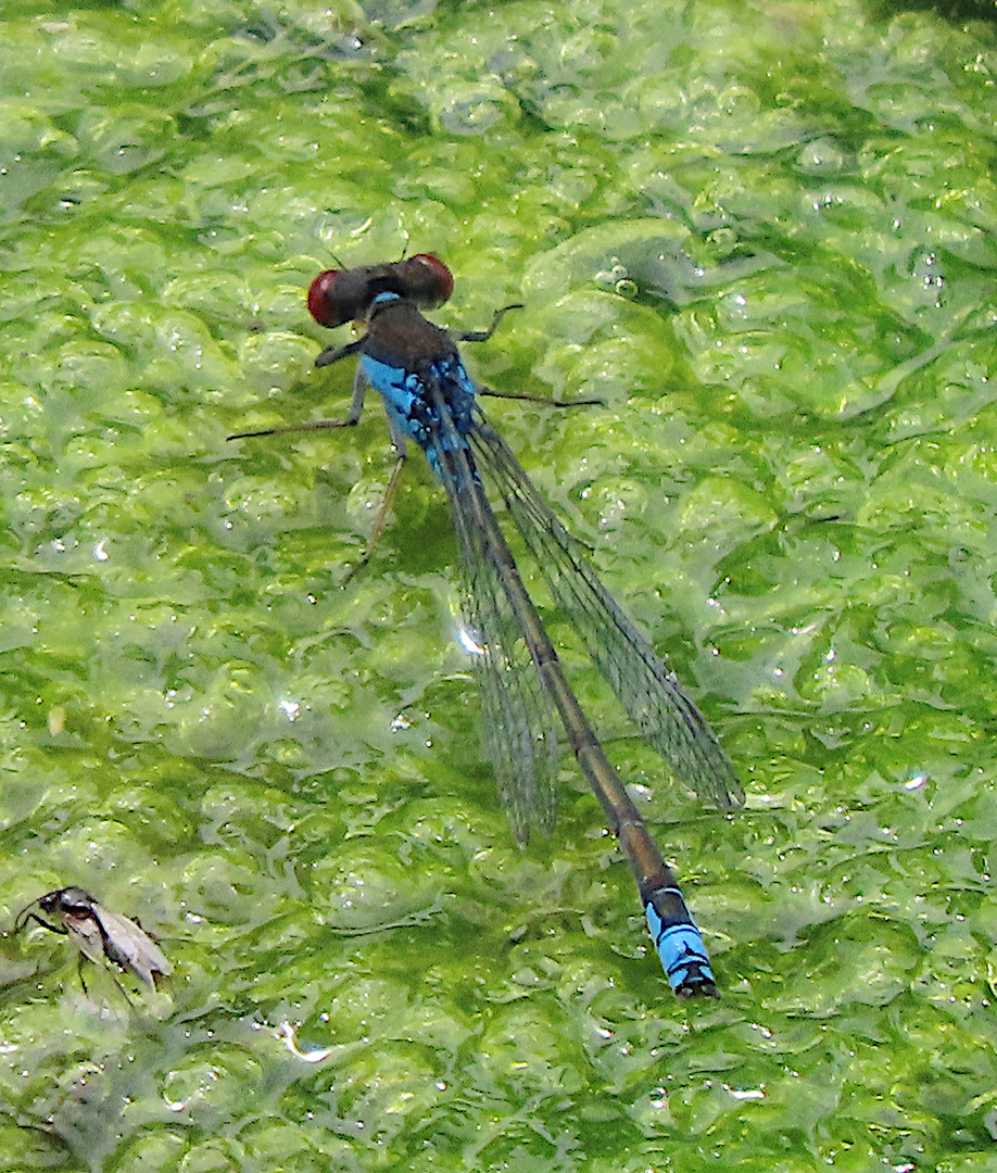 Erythromma viridulum (Kleines Granatauge)