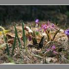 Erythrone dent-de-chien et crocus après la neige