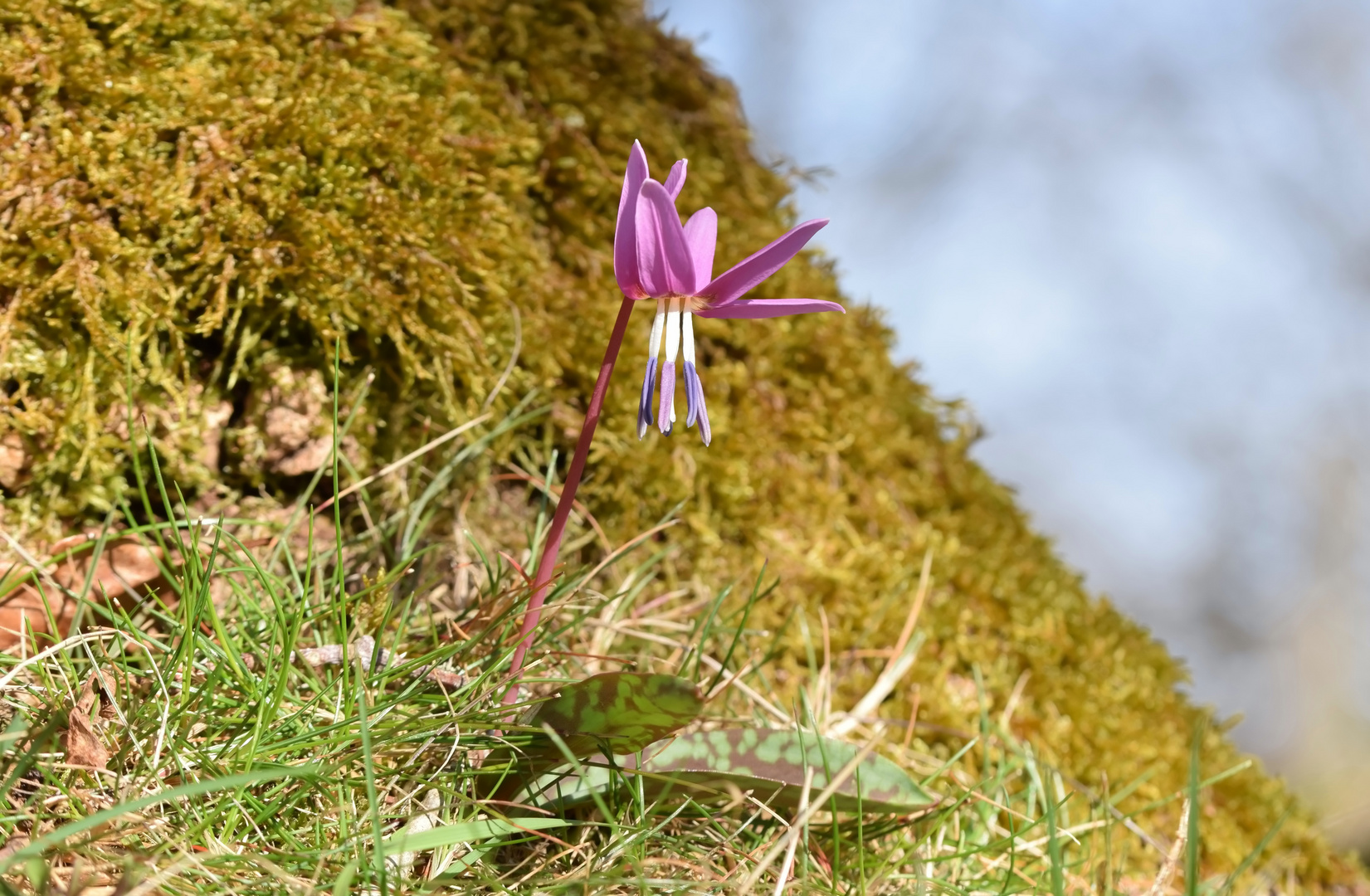 Erythronium dens-canis 2019 