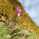 Erythronium dens-canis 2019 