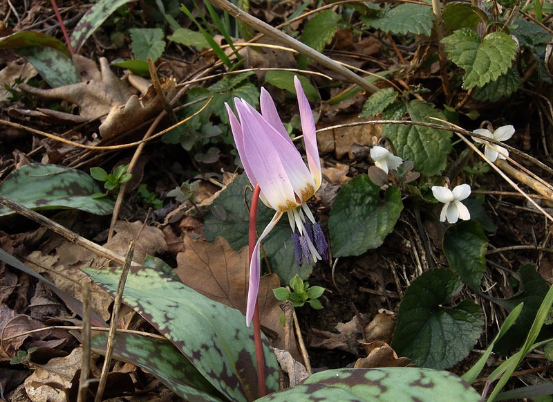 Erythronium dens-canis