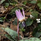 Erythronium dens-canis