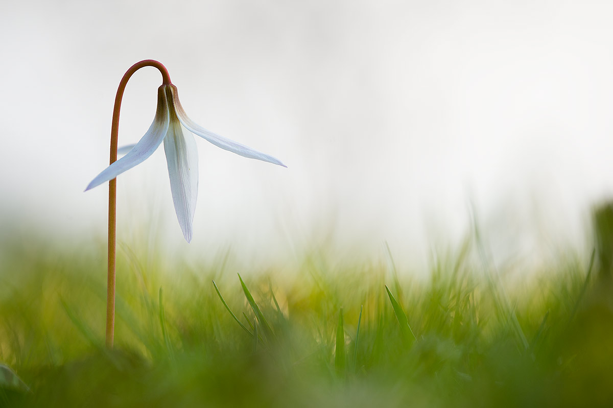 Erythronium dens-canis