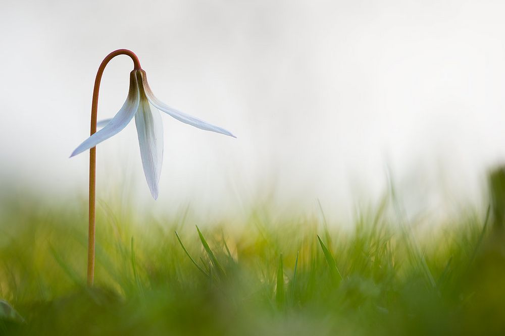 Erythronium dens-canis