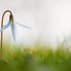 Erythronium dens-canis