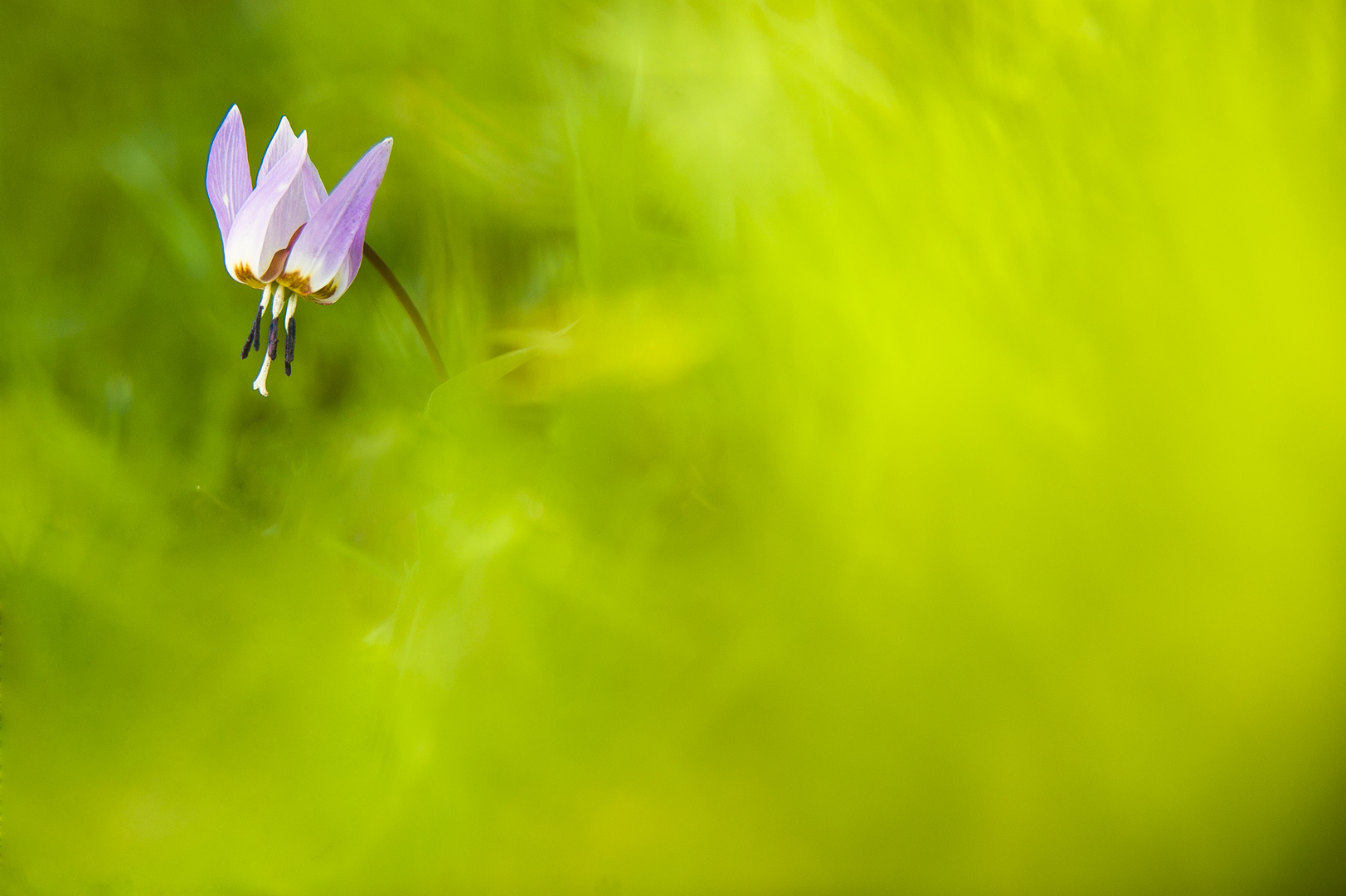 Erythronium dens-canis