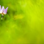 Erythronium dens-canis