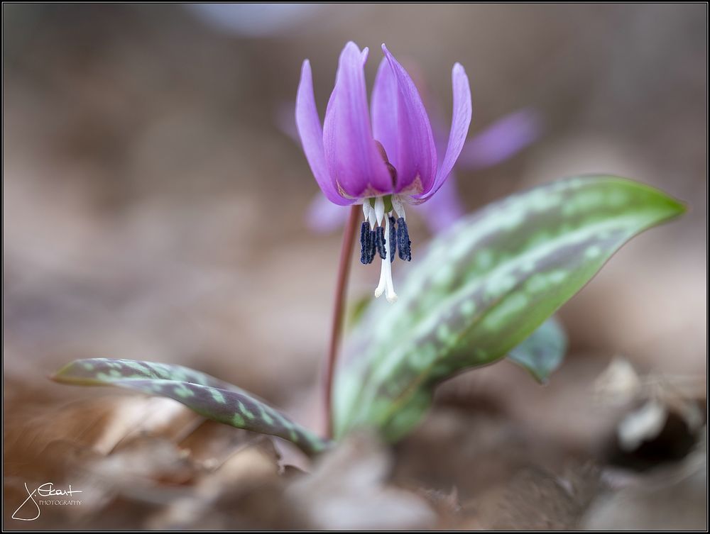 Erythronium dens-canis