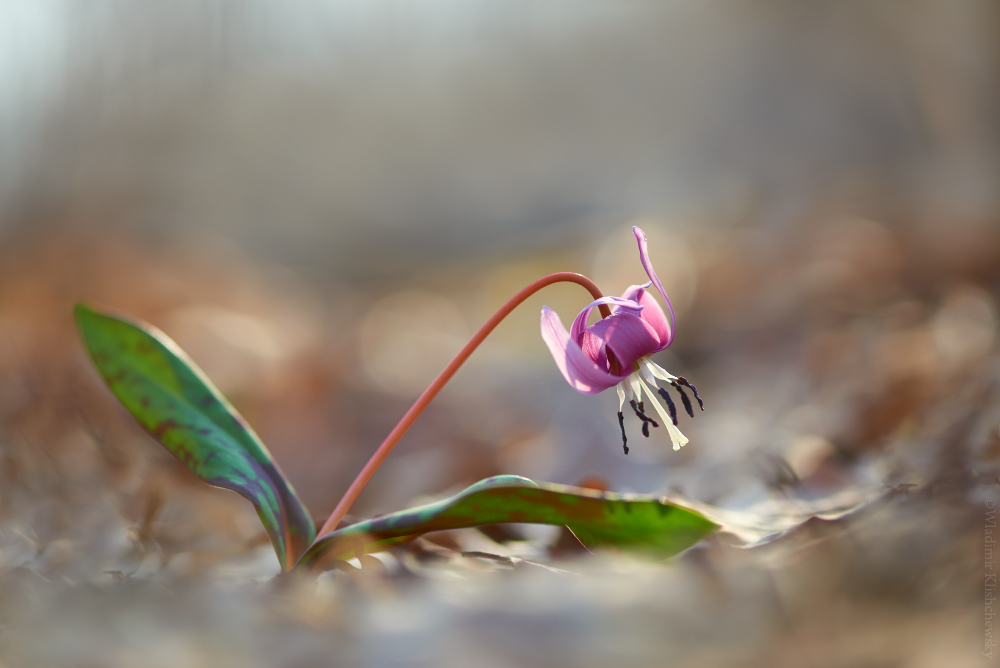 Erythronium dens-canis