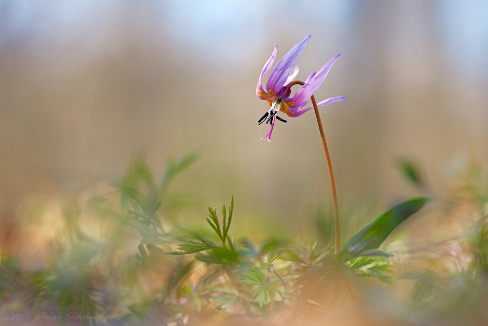 Erythronium dens-canis