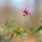 Erythronium dens-canis