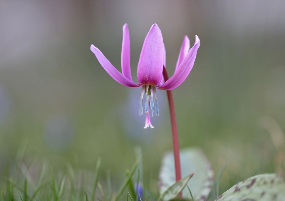 Erythronium dens-canis - Hundszahnlilie