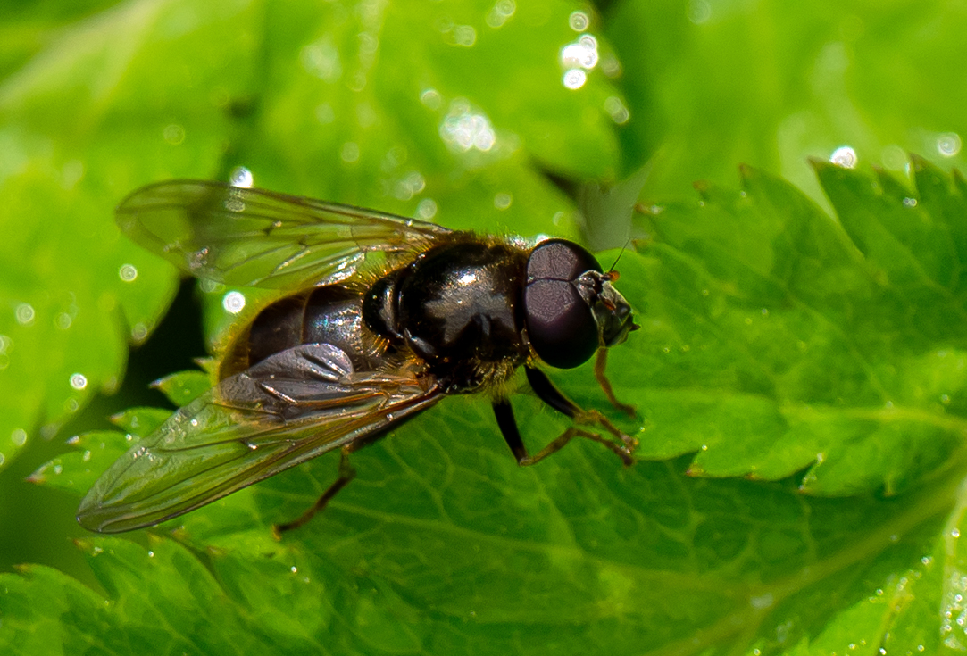 Erz-Schwebfliege ...