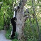 Erzähl mir deine Geschichte - Ich werde auf den Wind in deinen Zweigen hören