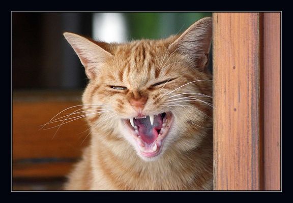 erzähl mir doch den Witz noch mal...