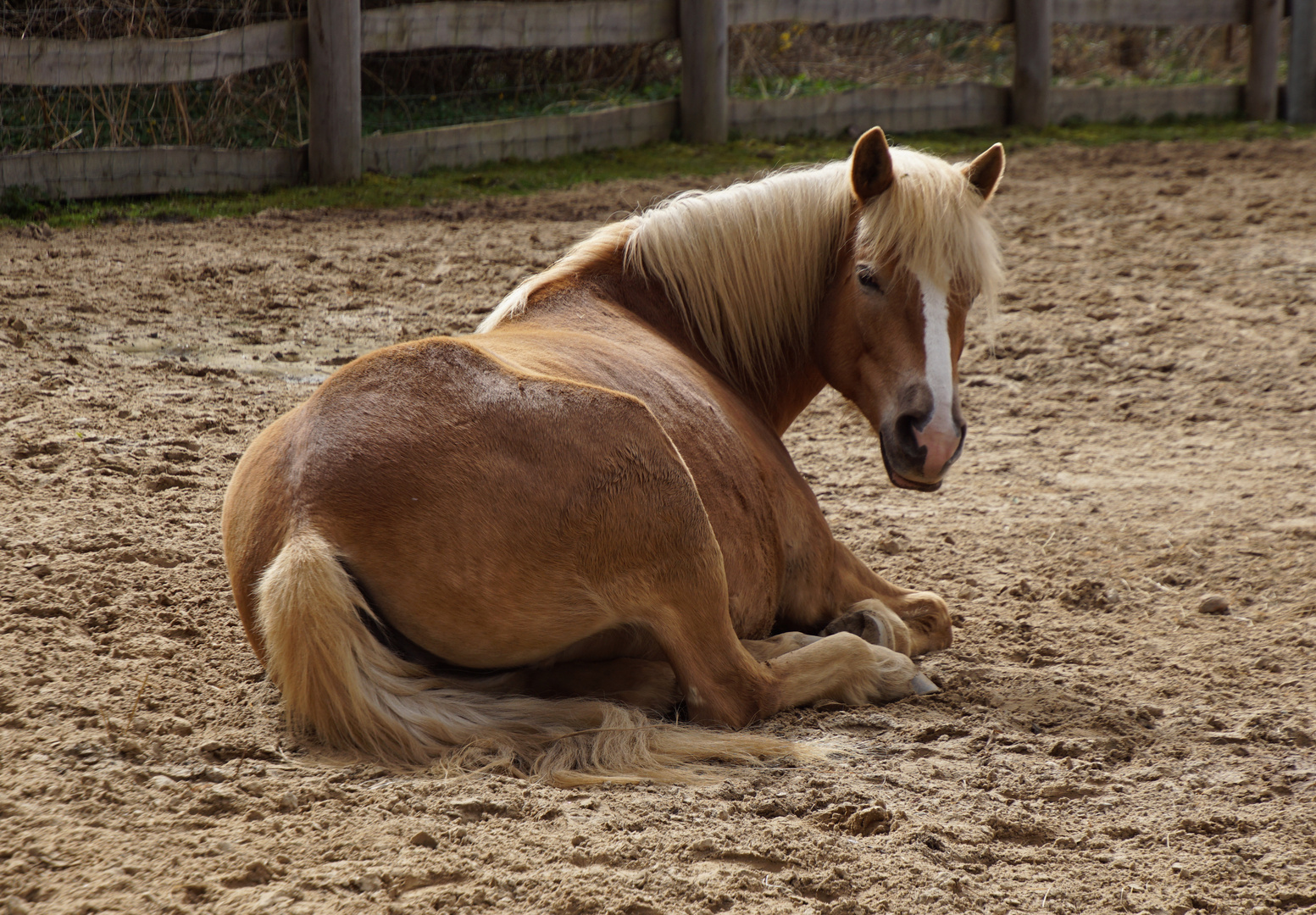 Erzähl mir nichts vom Pferd! Ich bin ein Pony!