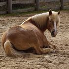 Erzähl mir nichts vom Pferd! Ich bin ein Pony!