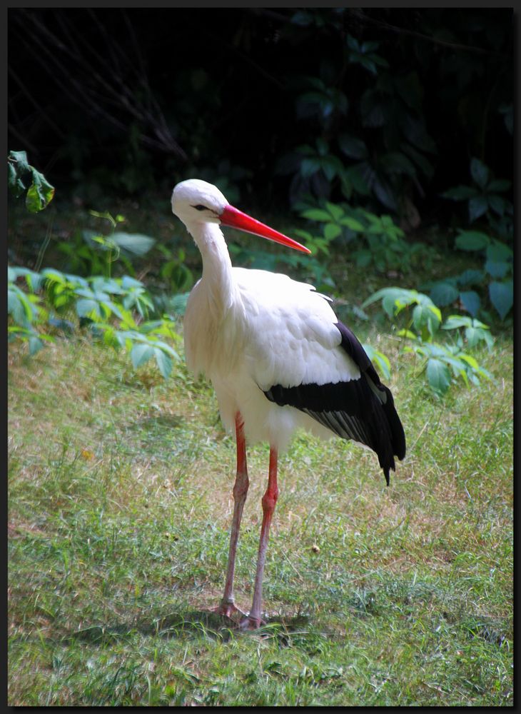 ...Erzähl mir nichts vom Storch...  ;o)))