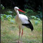 ...Erzähl mir nichts vom Storch...  ;o)))