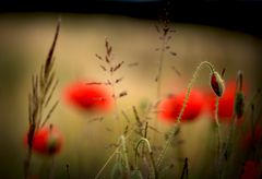 erzähl mir vom leben, und ich zeige dir den mohn