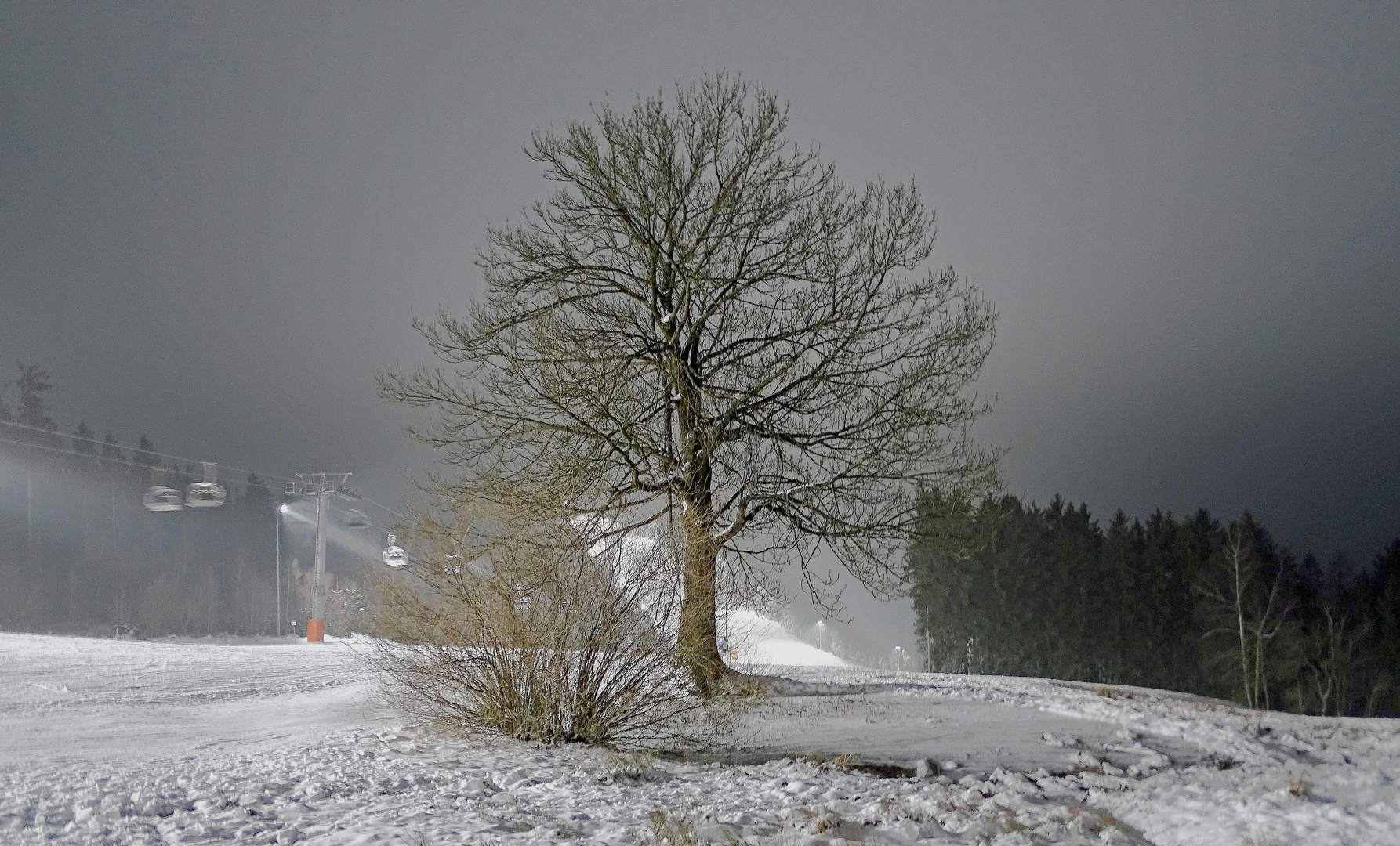 ...  erzähl mir vom Sommer mein alter Baum  ...