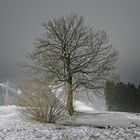 ...  erzähl mir vom Sommer mein alter Baum  ...