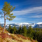 erzähl was Baum