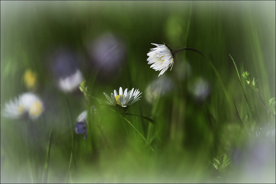 erzählen vom Frühling...