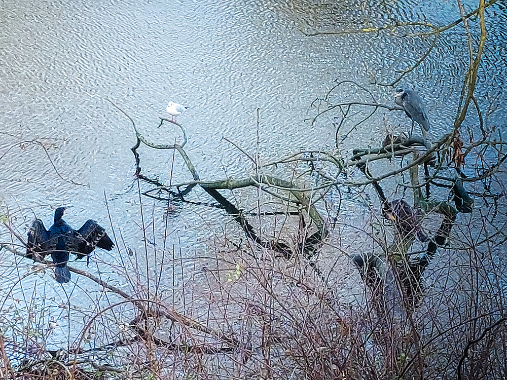 Erzählt seine Story (Wildlebende Vögel)