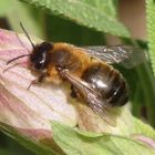 Erzfarbene Düstersandbiene (Andrena nigroaenea)