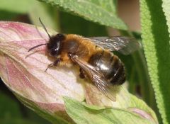 Erzfarbene Düstersandbiene (Andrena nigroaenea)