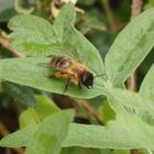 Erzfarbene Düstersandbiene (Andrena nigroaenea)