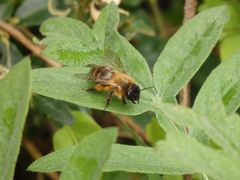 Erzfarbene Düstersandbiene (Andrena nigroaenea)