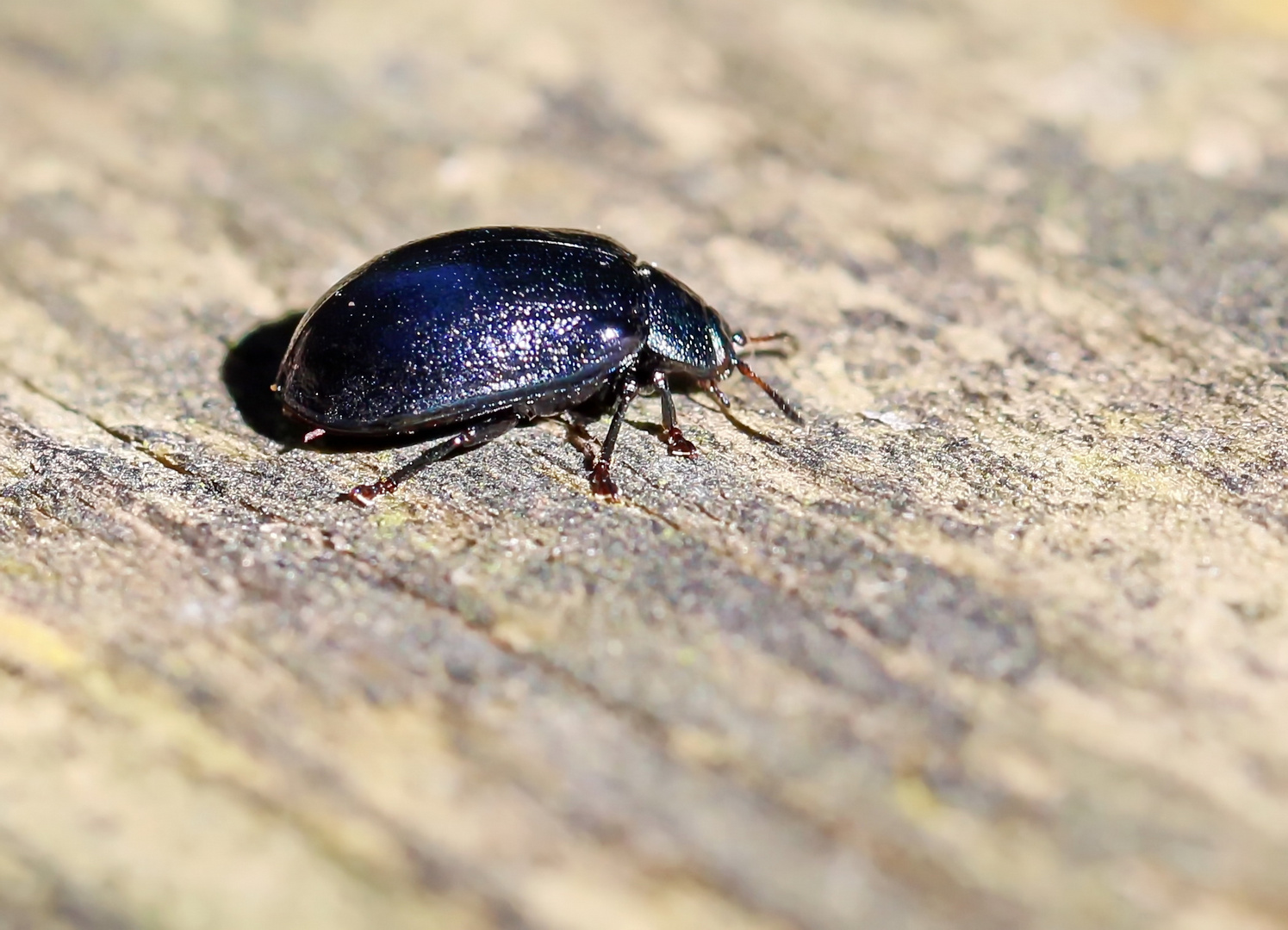 Erzfarbene Erlenblattkäfer,Plagiosterna aenea