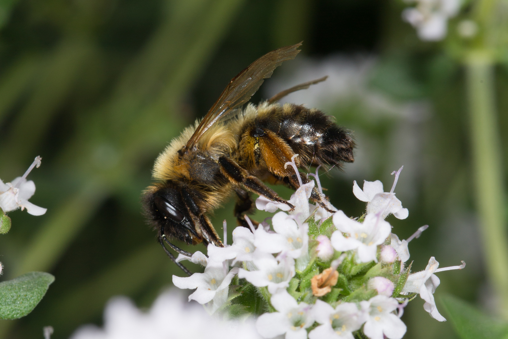 Erzfarbene Sandbiene (Andrena nigroaenea)