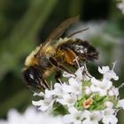 Erzfarbene Sandbiene (Andrena nigroaenea)