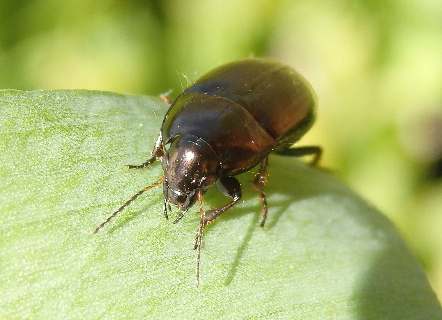 Erzfarbener Kanalkäfer (Amara aenea)