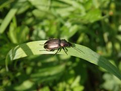 Erzfarbener Kanalkäfer (Amara aenea)